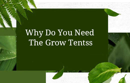Why Do You Need the Grow Tents