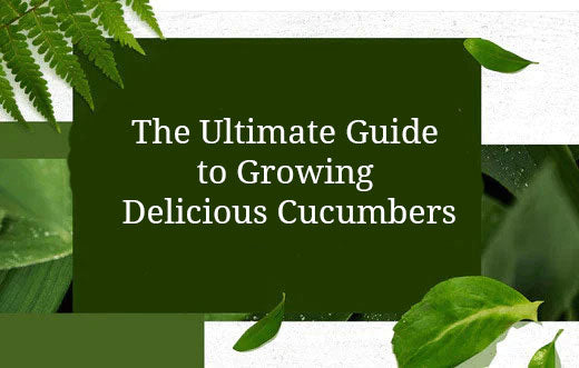 The Ultimate Guide to Growing Delicious Cucumbers