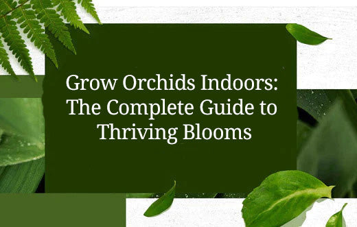 Grow Orchids Indoors: The Complete Guide to Thriving Blooms