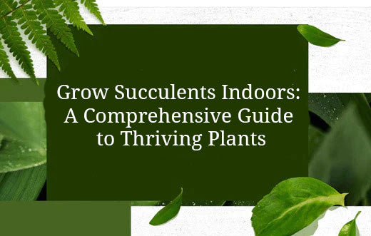 Grow Succulents Indoors: A Comprehensive Guide to Thriving Plants