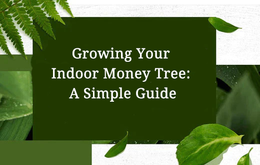 Growing Your Indoor Money Tree: A Simple Guide