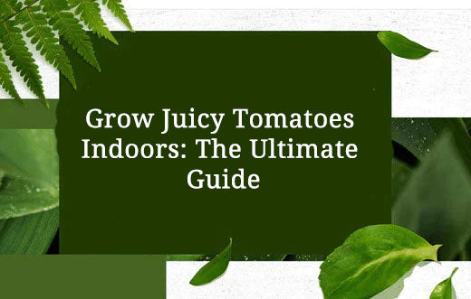 Grow Juicy Tomatoes Indoors: The Ultimate Guide – PHLIZON US Official Store