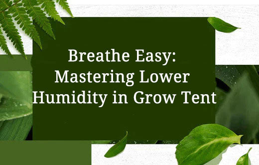 Breathe Easy: Mastering Lower Humidity in Your Grow Tent